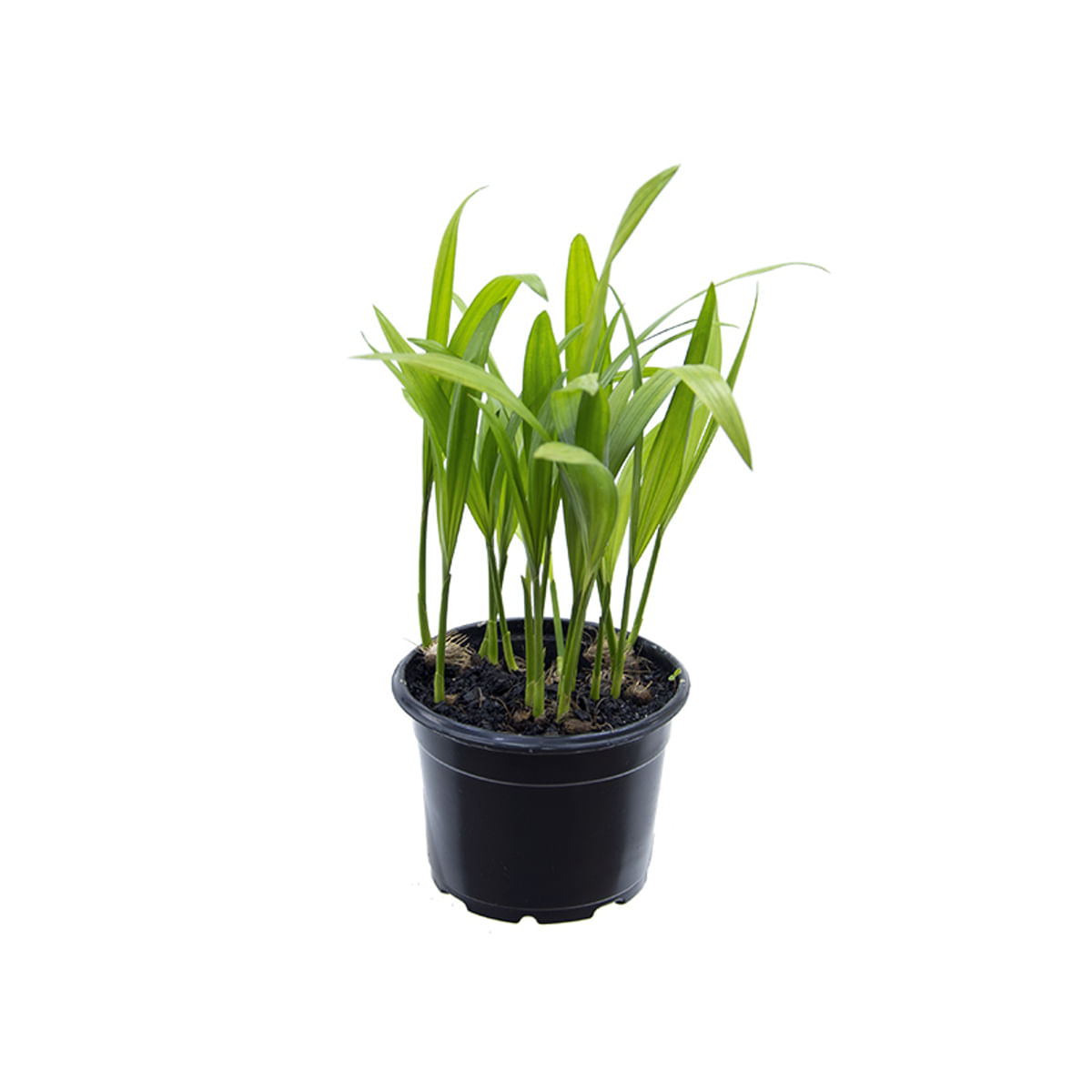 Palmeira Areca Bambu P11